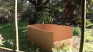Big Cats Playing in Boxes Reminds Us That Cats Are the Fucking Coolest
